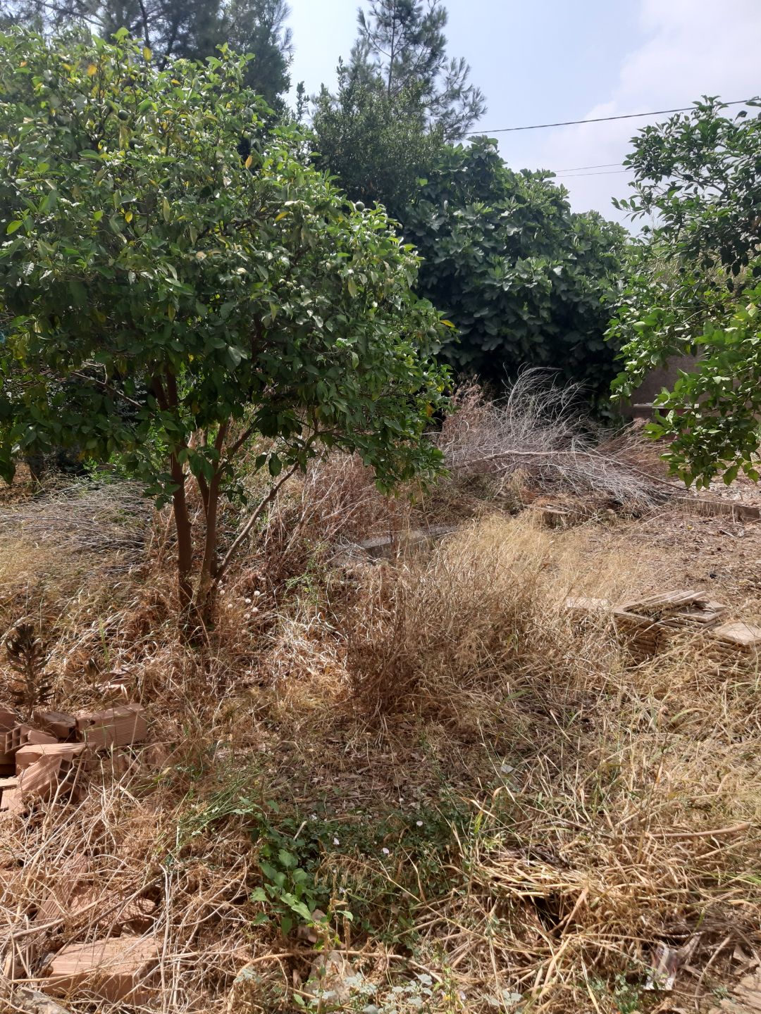 terrain agricole — Terrain à أعمر